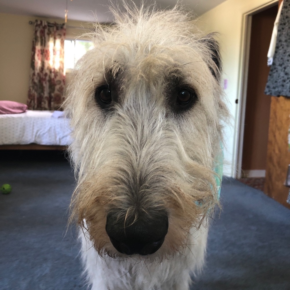 Meet your Posher, Angelina